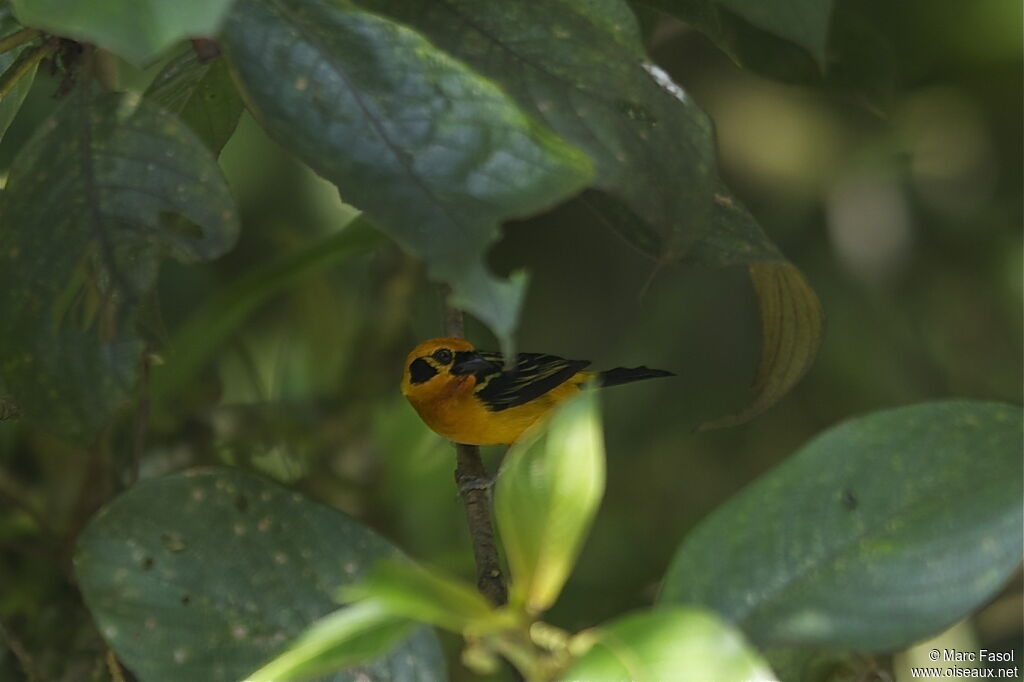 Calliste doréadulte, identification