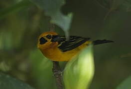 Golden Tanager