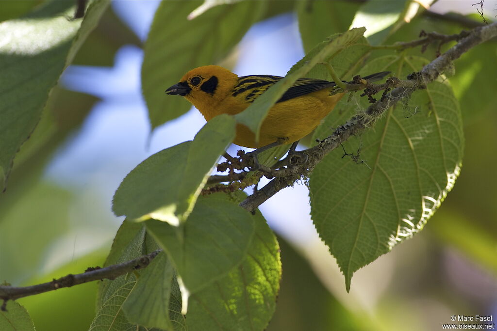 Golden Tanageradult, identification