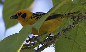 Golden Tanager