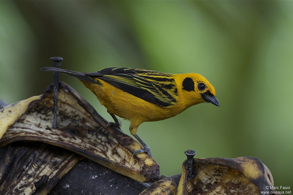 Calliste doréadulte, identification, régime