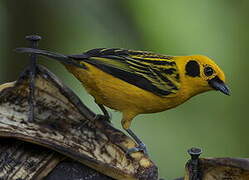 Golden Tanager