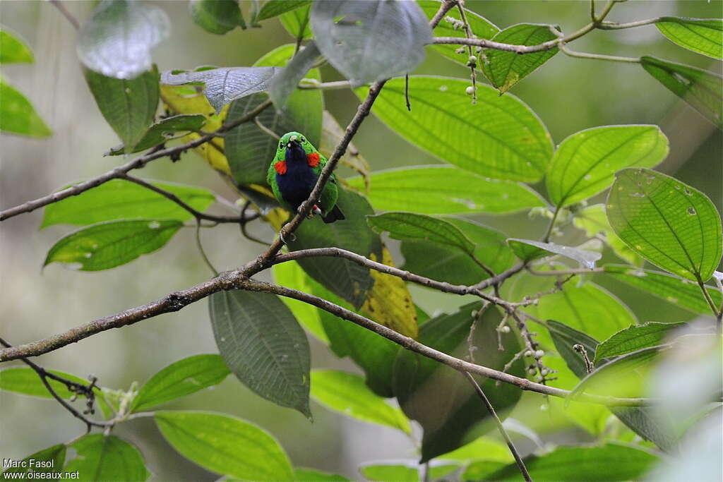 Orange-eared Tanager male adult, habitat, pigmentation, Behaviour