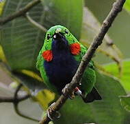 Orange-eared Tanager