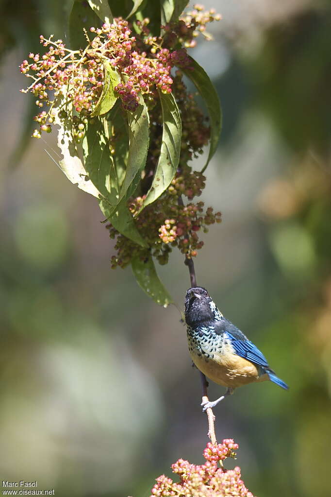 Spangle-cheeked Tanageradult, feeding habits