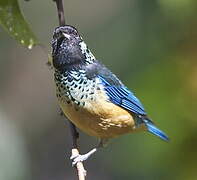 Spangle-cheeked Tanager