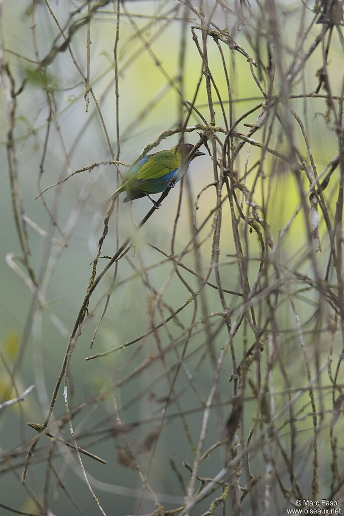 Bay-headed Tanageradult, identification