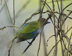 Bay-headed Tanager