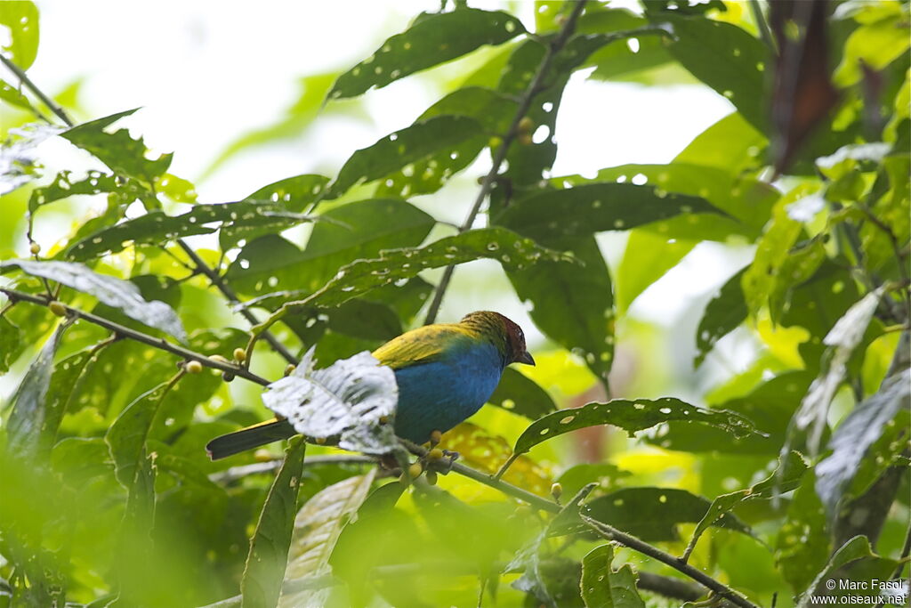 Bay-headed Tanageradult