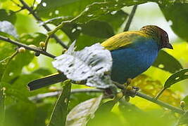 Bay-headed Tanager