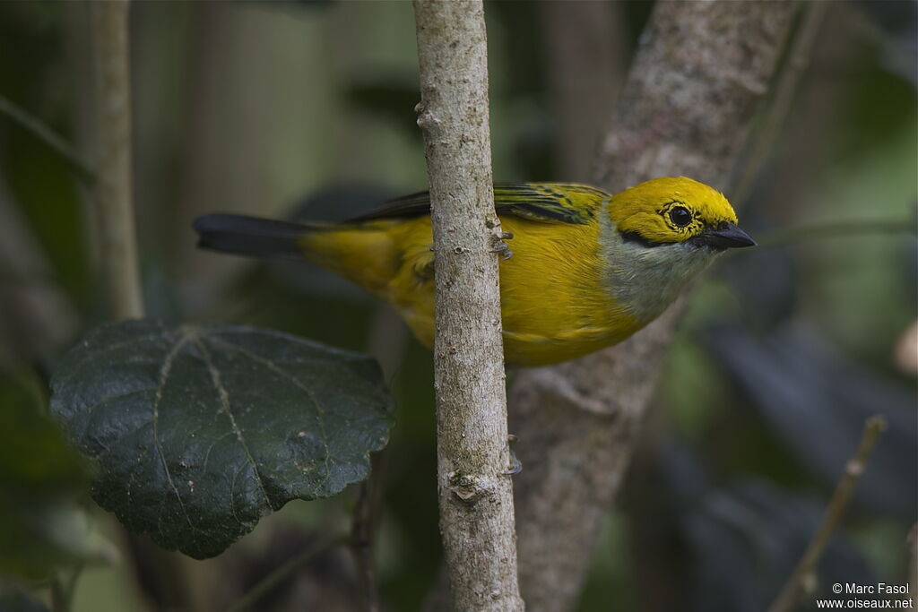 Calliste safranadulte, identification