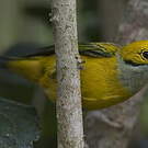 Calliste safran