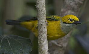 Silver-throated Tanager