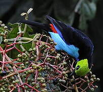 Paradise Tanager