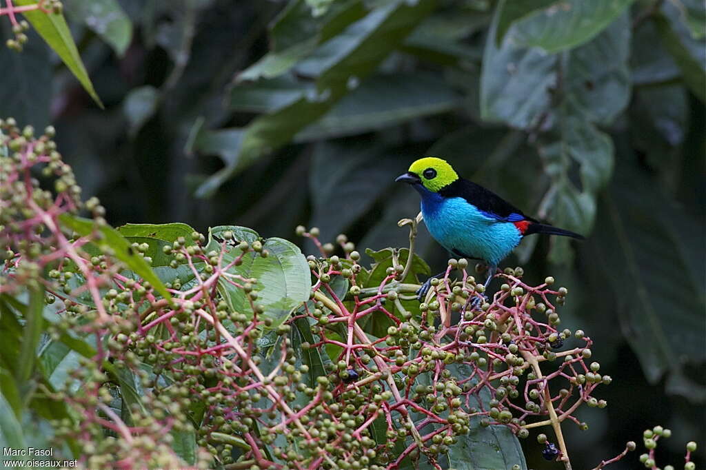 Paradise Tanageradult, identification