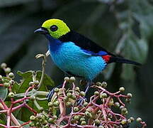 Paradise Tanager