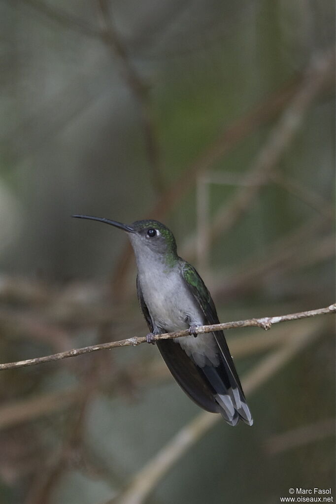 Campyloptère à ventre grisadulte, identification