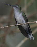 Grey-breasted Sabrewing