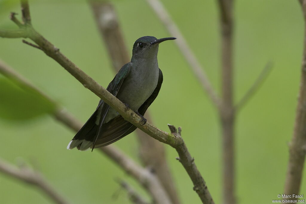 Grey-breasted Sabrewingadult, identification