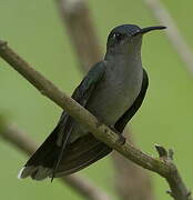 Grey-breasted Sabrewing