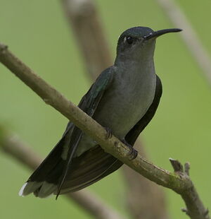 Campyloptère à ventre gris