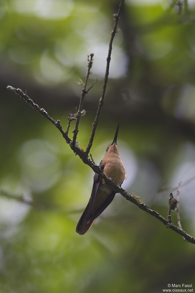 Rufous Sabrewingadult breeding, identification