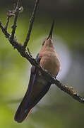 Rufous Sabrewing