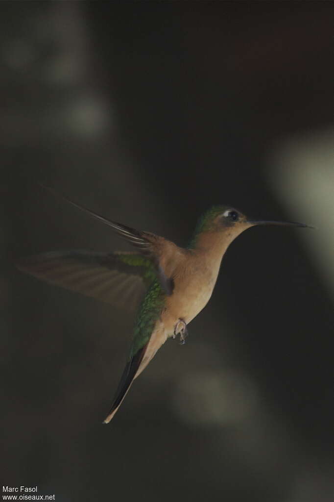 Rufous Sabrewingadult breeding, Flight