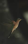 Rufous Sabrewing