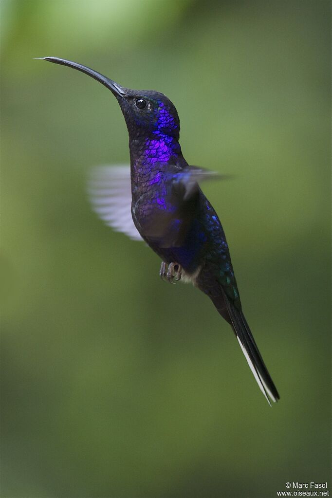 Campyloptère violet mâle adulte, Vol