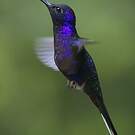 Campyloptère violet