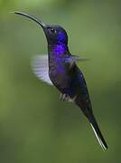 Violet Sabrewing