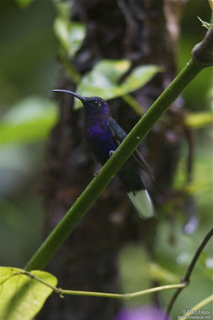 Campyloptère violet mâle adulte, identification