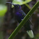 Campyloptère violet