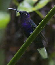 Campyloptère violet