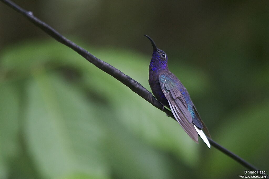 Campyloptère violet mâle adulte, identification