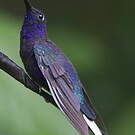 Campyloptère violet