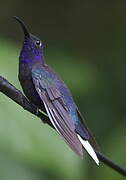 Violet Sabrewing