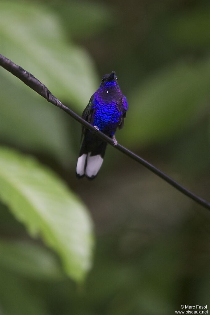 Campyloptère violet mâle adulte, identification