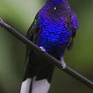 Campyloptère violet