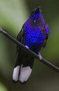 Violet Sabrewing