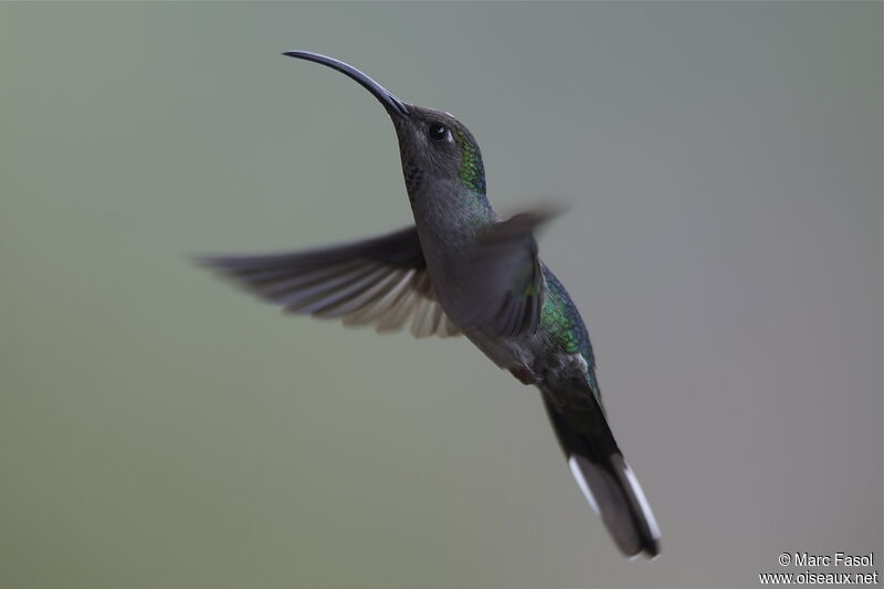 Violet Sabrewing female, Flight