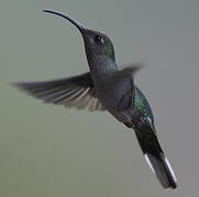 Violet Sabrewing