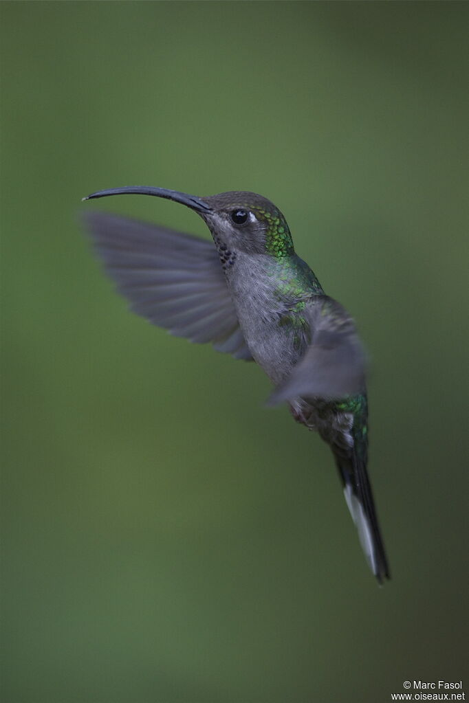 Violet Sabrewingadult breeding, Flight