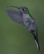 Violet Sabrewing