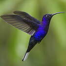 Campyloptère violet