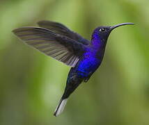 Violet Sabrewing