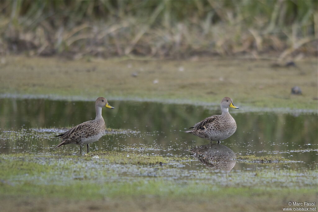 Yellow-billed Pintail adult, identification