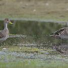 Canard à queue pointue