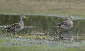 Canard à queue pointue